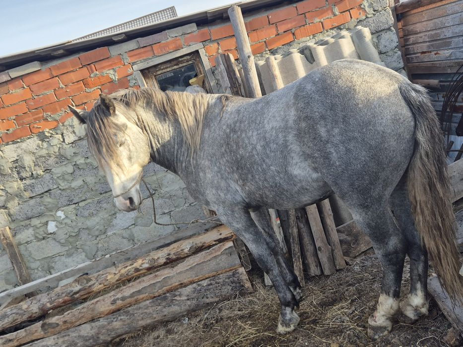 Продам Жеребец орловец