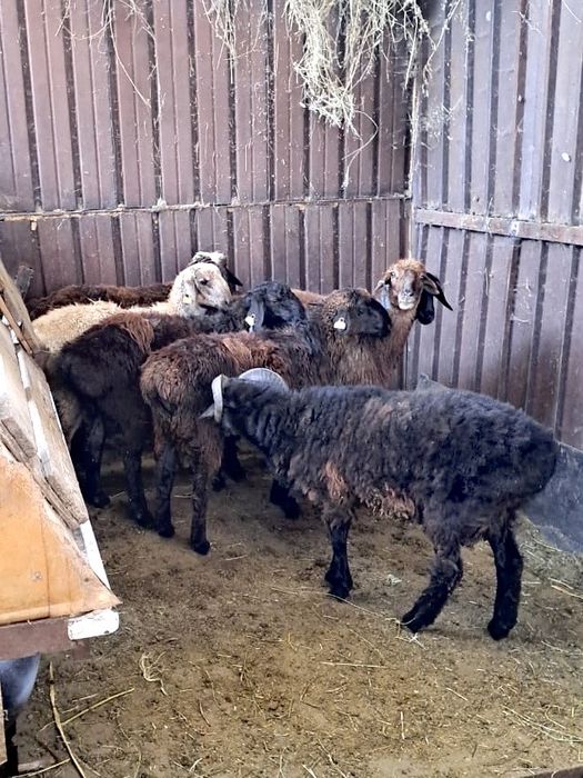 Бараны Баран Козел қошқар, ешкі, ет үшін