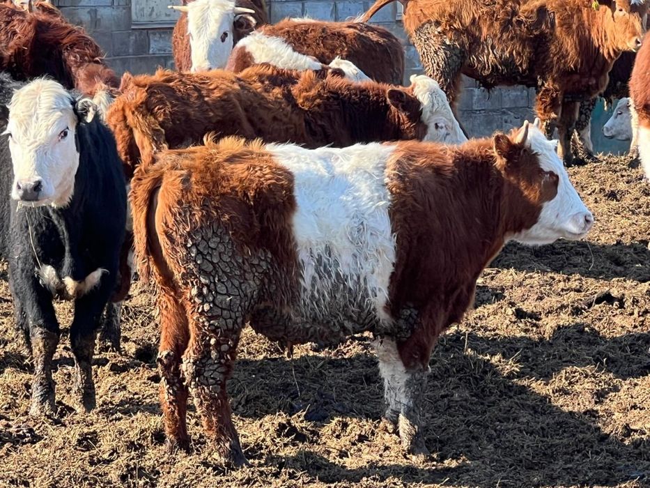 Қара мал, КРС, тайынша,