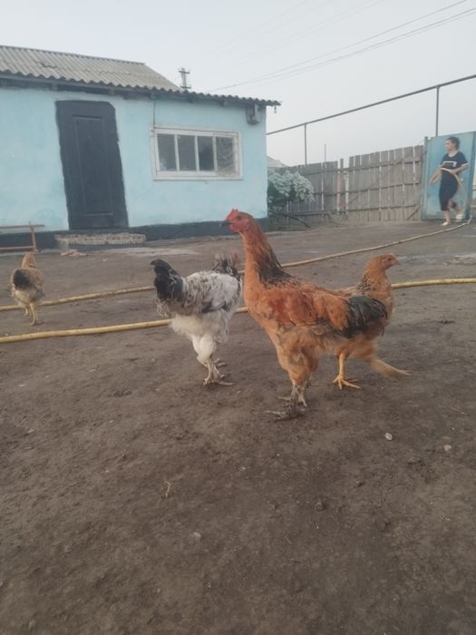 цыплята вывод февраль