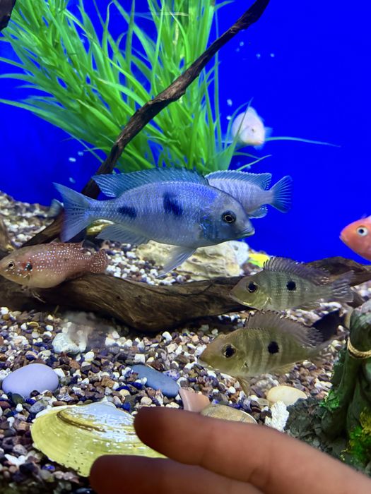 Аквариумные рыбки. Мирные, Хищные