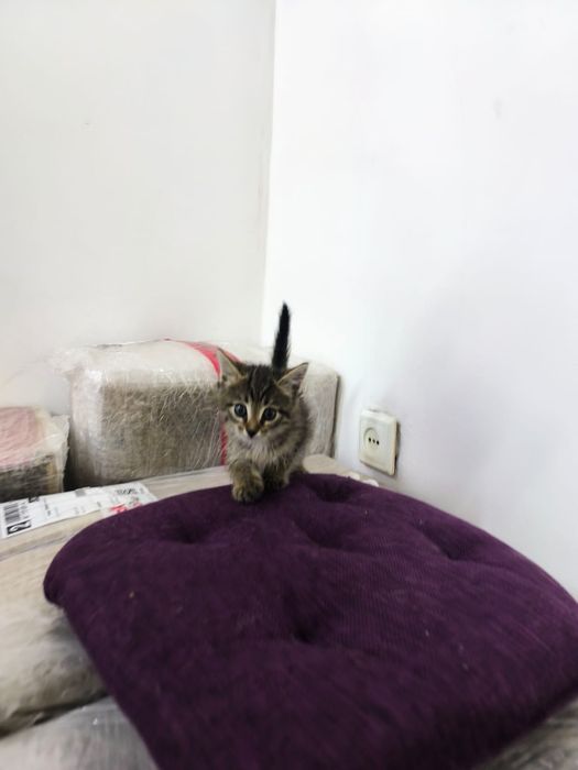 Котята в хорошие руки