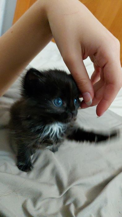 Отдам котёнка 1 месяц