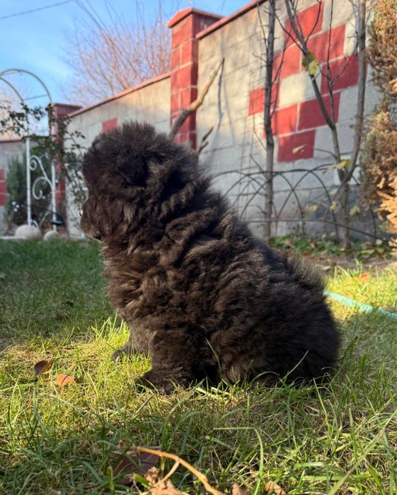 Чау-чау чистокровные  щенки с документами