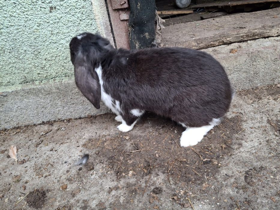 Disponibili iepuri berbec german 5 femele și un mascul 2025