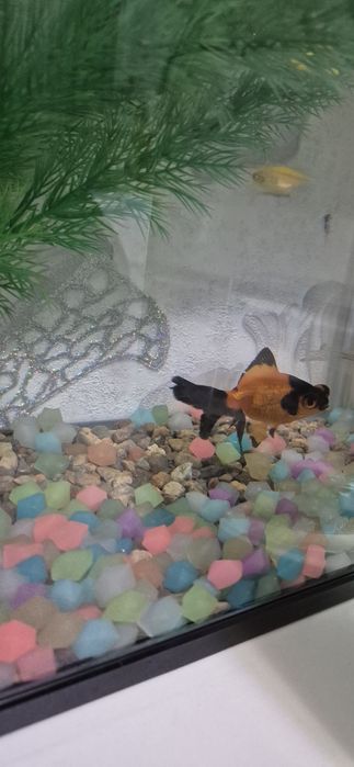 Balqi teleskop sotiladi