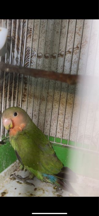 Toti qush (papugay) sotiladi. Rangi rasmdan ko‘rishingiz mumkin