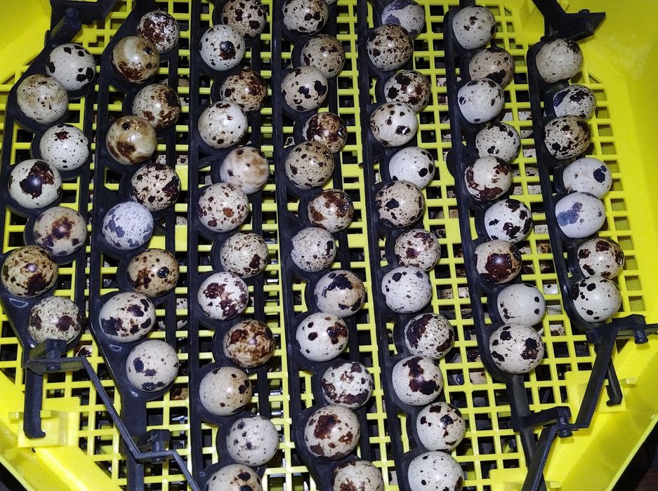 Oua de prepelita pentru incubat  Polar Gigant Japoneza Mare Jumbo Gold