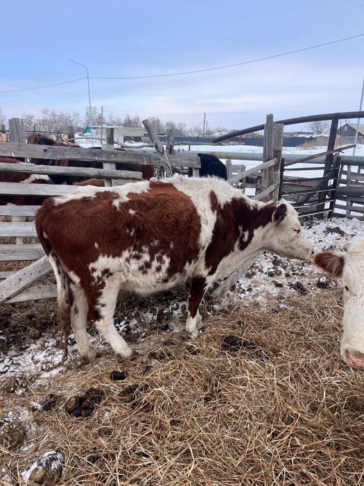 Продается Карова 4-годовалая