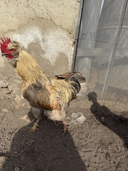 Vand sau schimb 8 cocosi motati incaltati barbosi golasi!