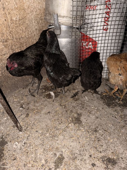 Продам курей и петуха