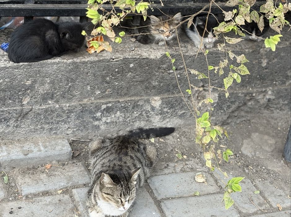 Котята 4шт. Возраст 1 месяц, бесплатно