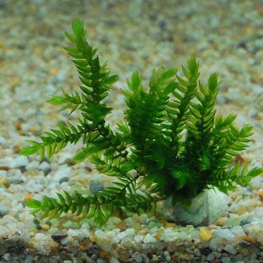 Willow Giant moss 8x8cm