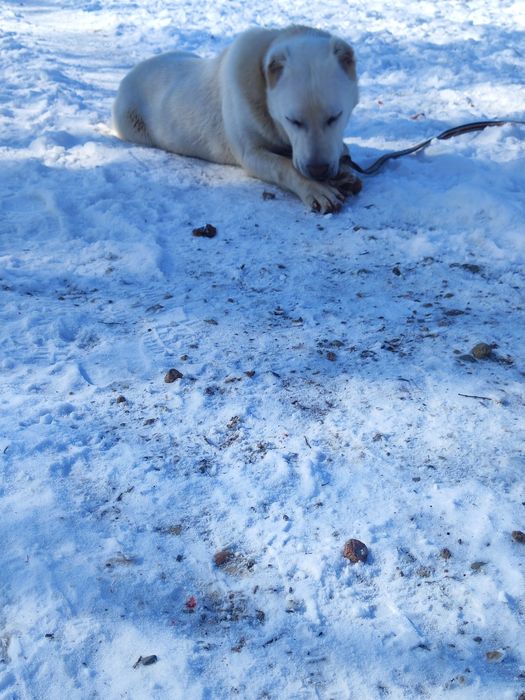 Алабай  күшік бел