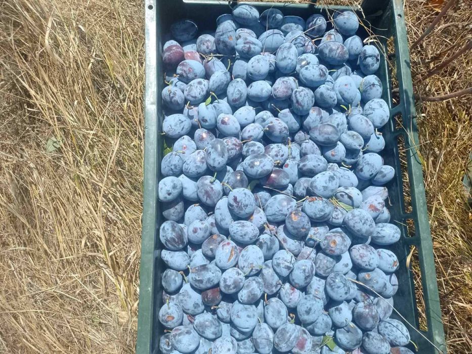 Vand prune pentru tuica, gem, compot