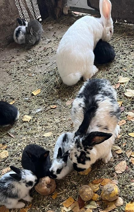 Продаются Кролики