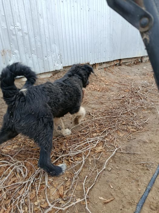 Продаётся щенок гибрид