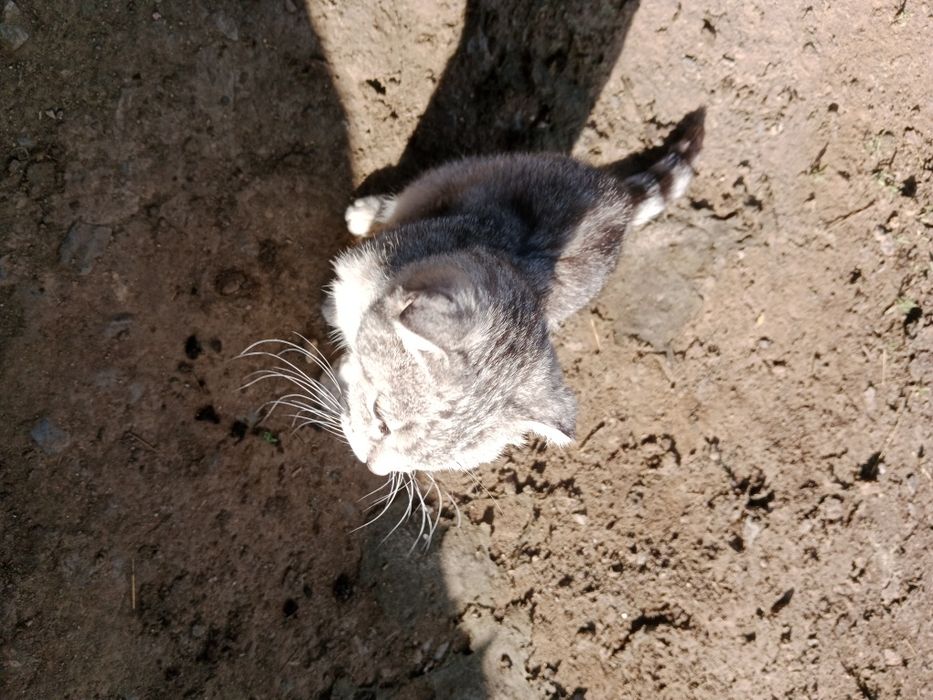 Шотландская кошка