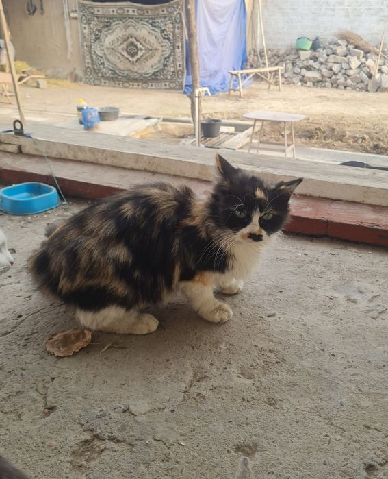 Hadiya/Даром в добрые руки