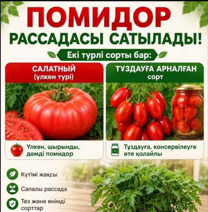 Помидор  рассада/рассадалар