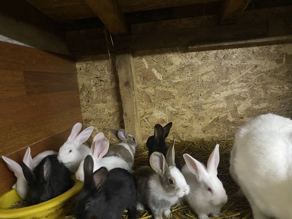 Vand pui de hycole francez 1,5luni