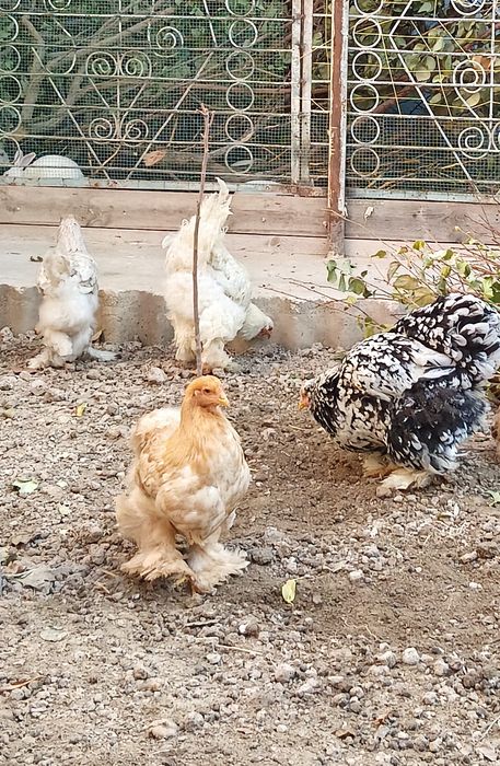 zoti toza bramalar sotiladi