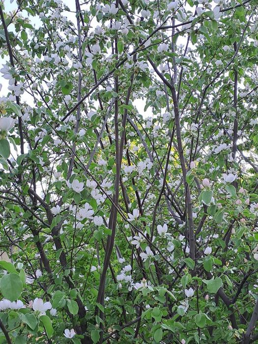 Ер сотилади СРОЧНА!!!