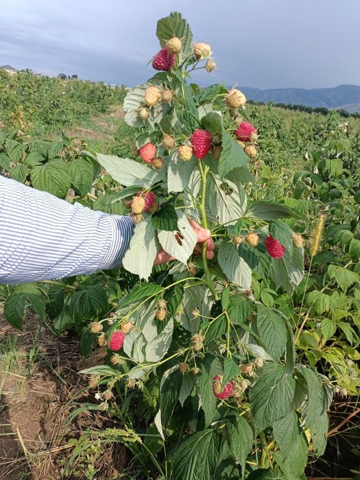 Малина көшеті сатылымда,сорт зюгана