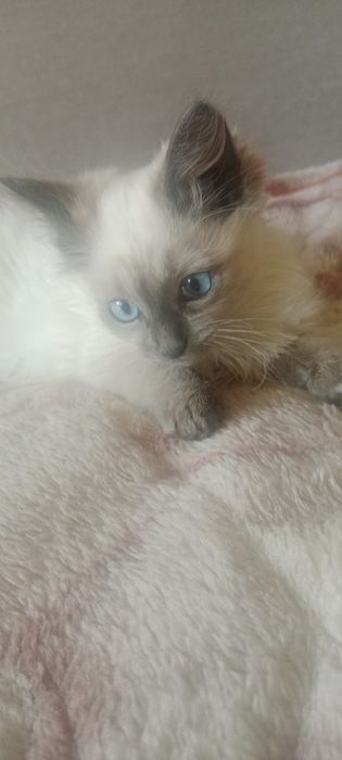 Отдам котят,в хорошие руки