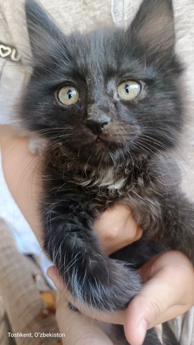 Zotor_mushuk tugatilgan