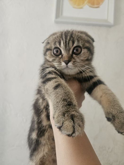 Котенок скоттиш страйт