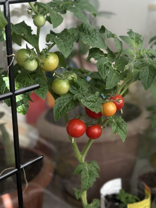 Продам комнатный черри