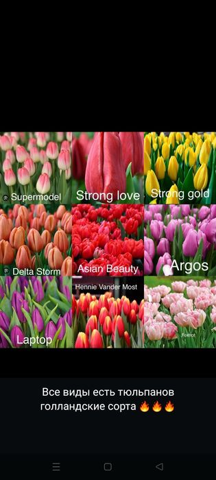 Тьюльпаны оптом с теплицы