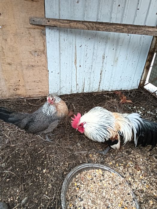 Продам декоративных курей