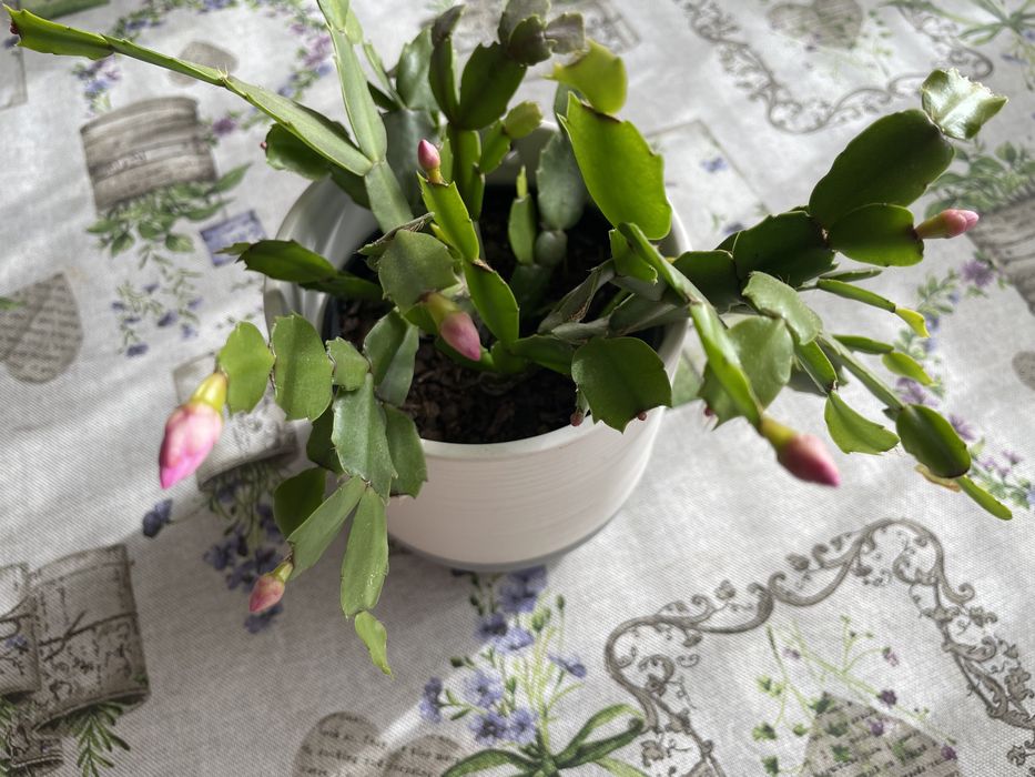 Коледничета, цъфтят в тъмно розово