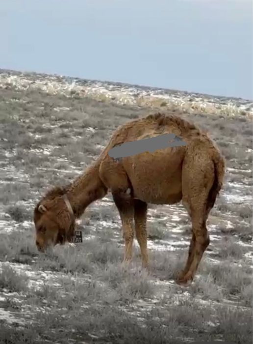 Түйе сатылады. Буаз