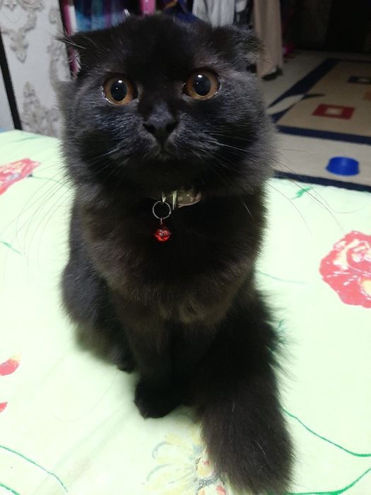 Скоттиш фолд  қиз  сотилади