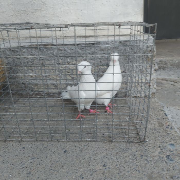 Бели двух чуби самец самка