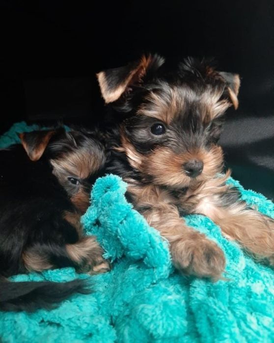 Йоркширский терьеры девочки