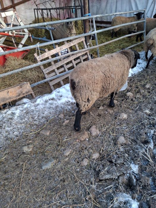 Oi Suffolk - gestante sau cu miei -