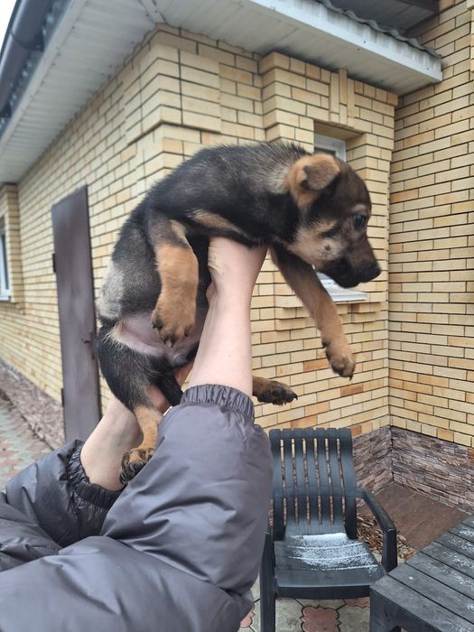 Отдаётся стерилизованная шикарная девочка