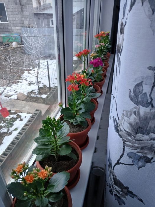 Продам домашние цветы