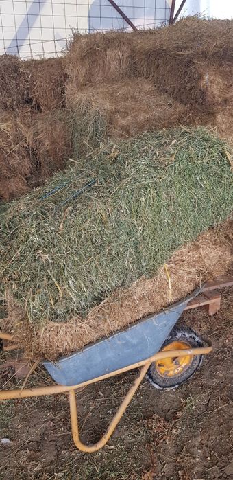 Vând baloti  lucernâ