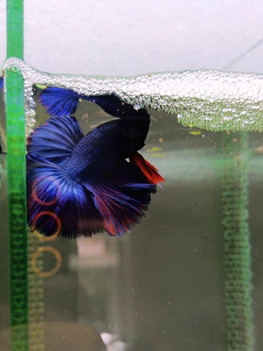 Аквариумные рыбки