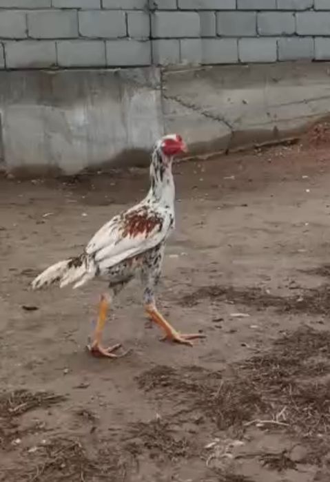 Продается бойцовый петух