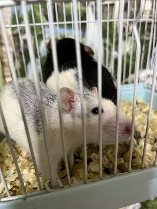 Крысы девочки (крыса,крыс,декоративные крысы)