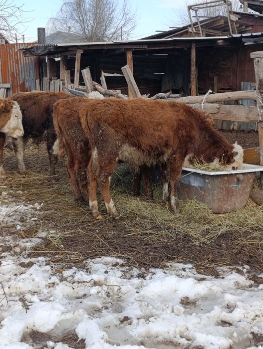 Продам 4 бычка .по 10 мес.