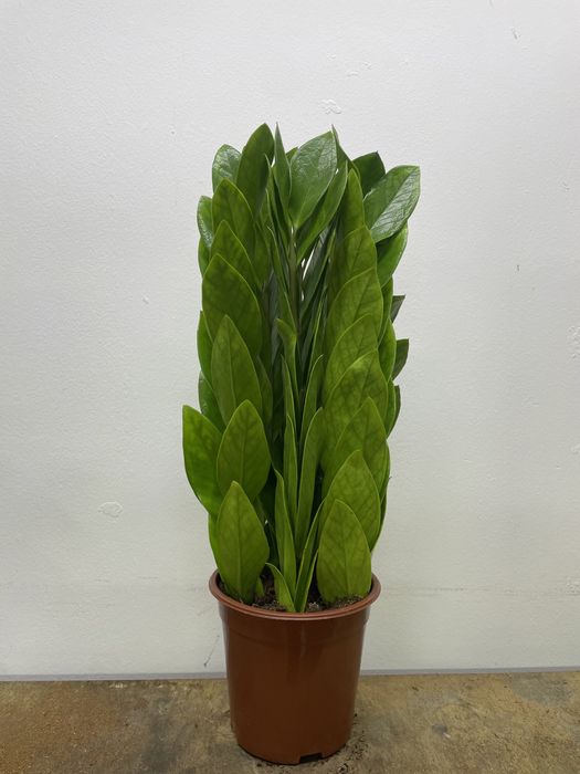 Долларовое дерево 50-55 см