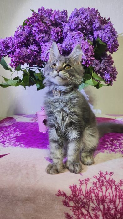 Котята  Мейн-кун