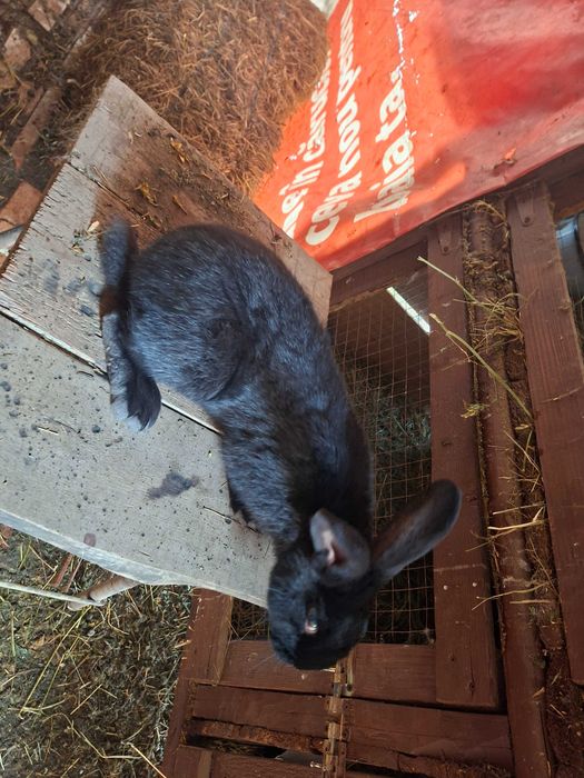 Mascul Janet de fluture german isi cauta o casuță noua